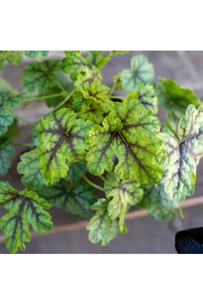 Гейхера гібридна ’Тапестрі